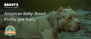 American Bully: Breed Profile and Traits - Blog Featured Banner Image