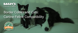 Border Collies and Cats: Canine-Feline Compatibility - Blog Featured Banner Image