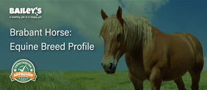 Brabant Horse: Equine Breed Profile Featured Banner