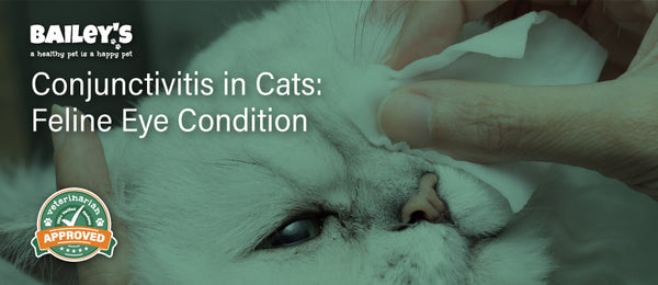 Conjunctivitis in Cats: Feline Eye Condition - Featured Banner