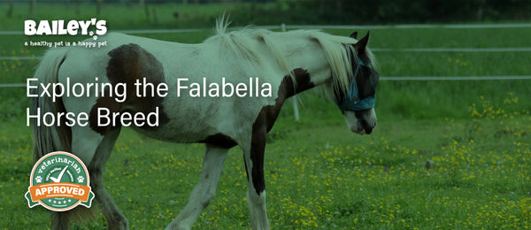 Exploring The Falabella Horse Breed - Featured Banner