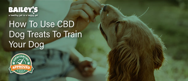 How to Use CBD Dog Treats to Train Your Dog - Featured Banner