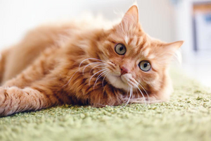 Cat Constipation: The Best Remedies and Solutions for Constipated Cats
