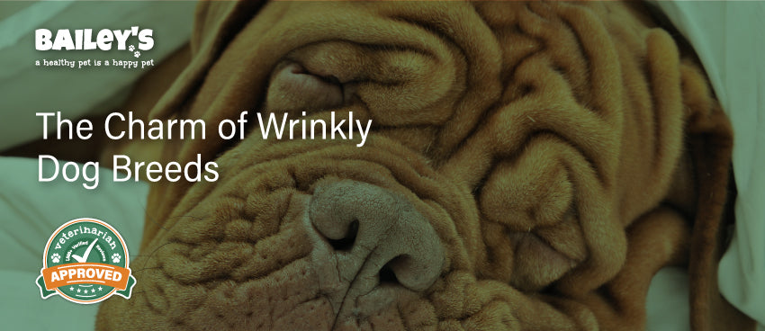 The Charm of Wrinkly Dog Breeds - Featured Banner