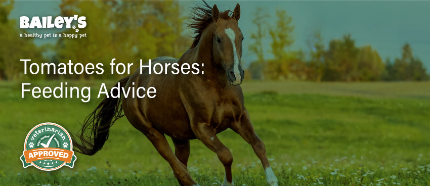 Tomatoes for Horses: Feeding Advice - Blog Featured Image