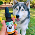 Bailey's CBD Oil For Huskies - Happy Customer Photo