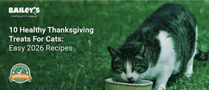 10 Healthy Thanksgiving Treats For Cats: Easy 2026 Recipes - a fluffy cat eating out of a plate containing cat treats - Bailey's CBD featured banner