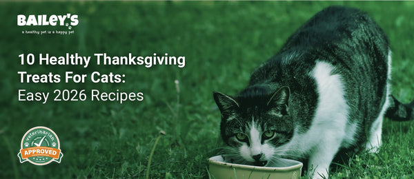 10 Healthy Thanksgiving Treats For Cats: Easy 2026 Recipes - a fluffy cat eating out of a plate containing cat treats - Bailey's CBD featured banner