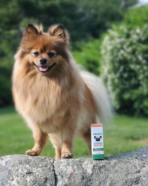 CBD for Dogs with Seizures: Everything Pet Owners Should Know