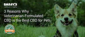 3 Reasons Why Veterinarian-Formulated CBD is the Best CBD for Pets Banner Image