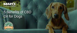 5 Benefits of CBD oil for Dogs - Featured Banner