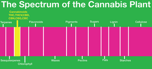 The Spectrum of the Cannabis Plant