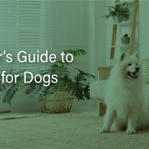 gabapentin pets gabapentin pets