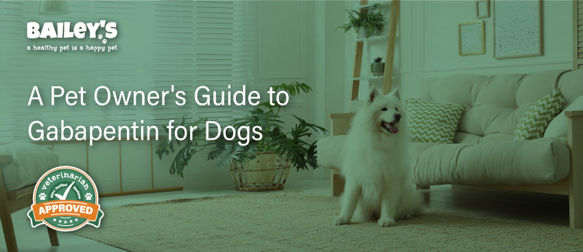 A Pet Owner's Guide to Gabapentin for Dogs - Featured Banner