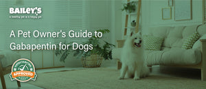 A Pet Owner's Guide to Gabapentin for Dogs - Featured Banner