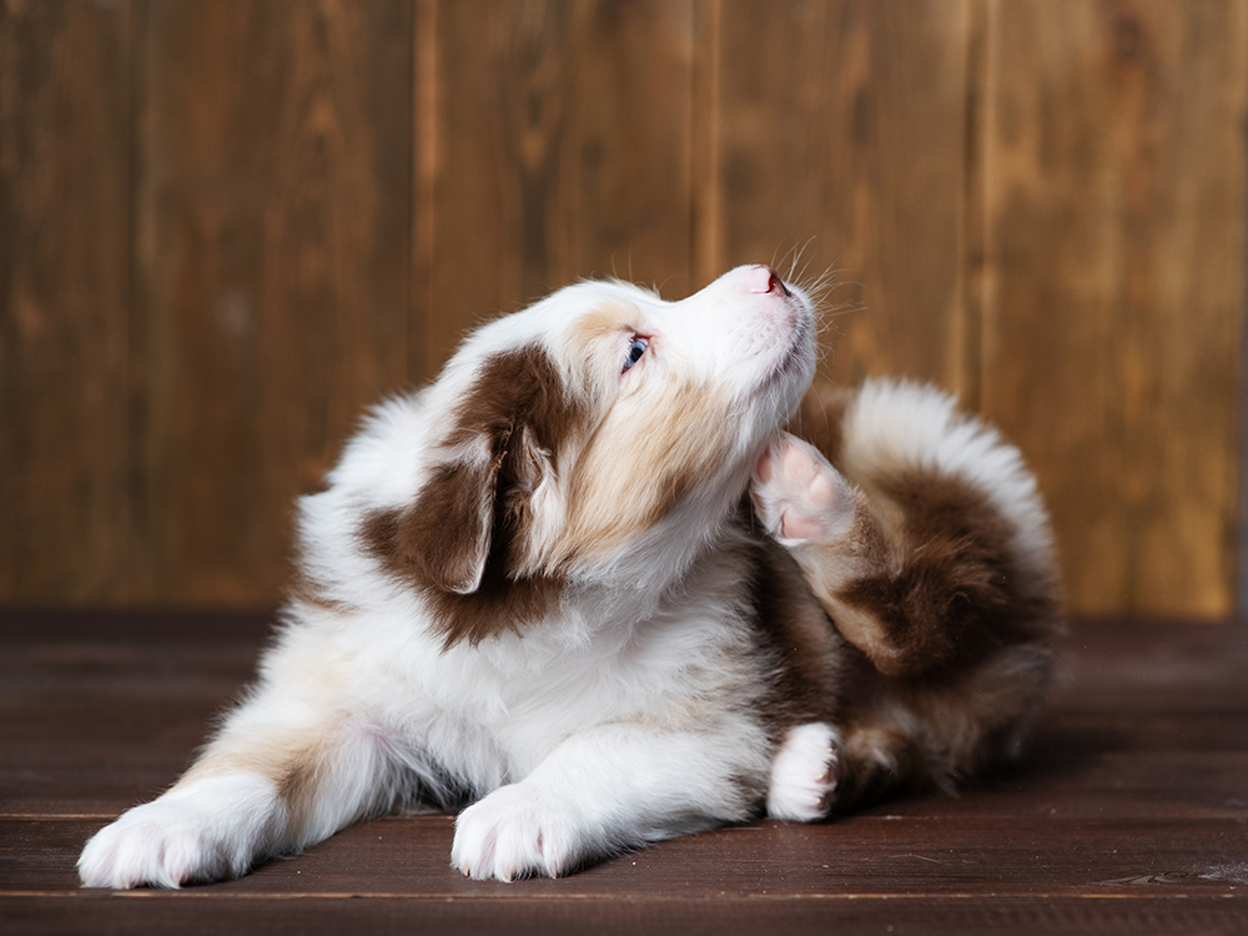 CBD Oil For Dog Itching: Dosage, Benefits & Side Effects