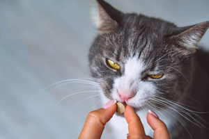 CBD vs Prozac for Cats: Benefits & Side Effects