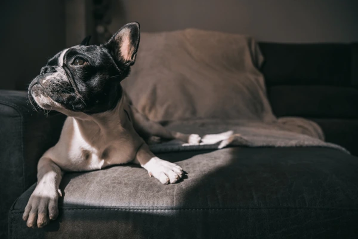CBD for French Bulldogs: Uses, Dosage & Best Options