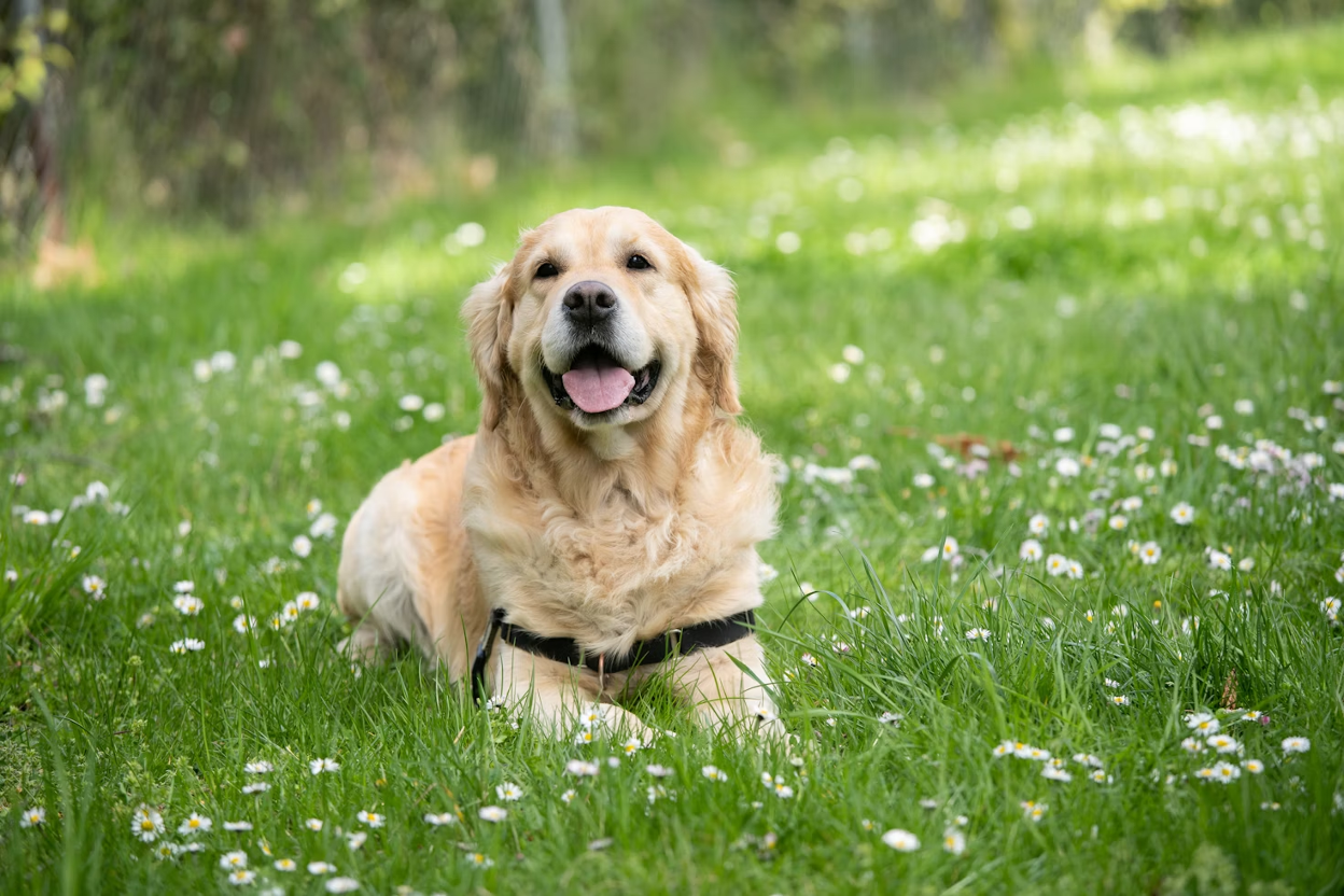 CBD Oil for Labrador Retrievers: Benefits, Dosage & Side-Effects