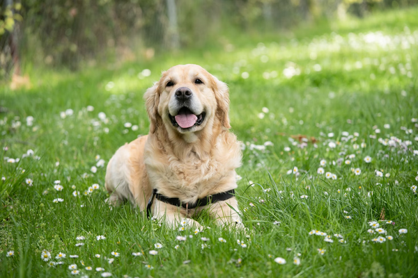 CBD Oil for Labrador Retrievers: Benefits, Dosage & Side-Effects