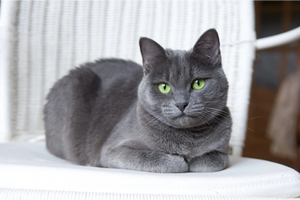 Russian Blue Cat Diet: Eating Habits & Feeding Chart