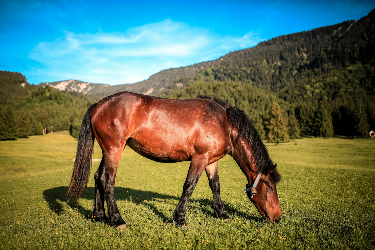 10 Healthy Thanksgiving Treats For Horses: Ideas & Recipes