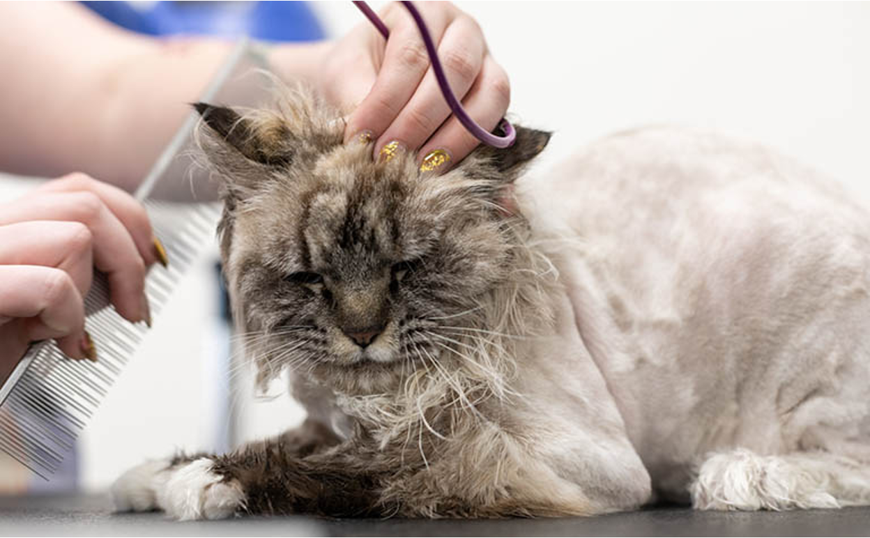 CBD Oil For Cat Grooming: Dosage, Benefits & Side Effects