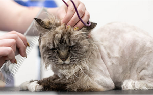 CBD Oil For Cat Grooming: Dosage, Benefits & Side Effects