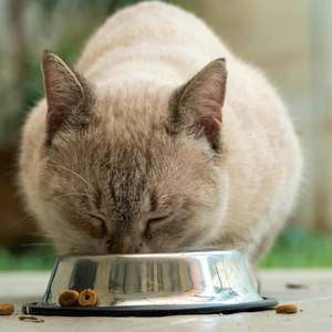 Can Cats Eat Dog Treats? Safety & Frequency Explained