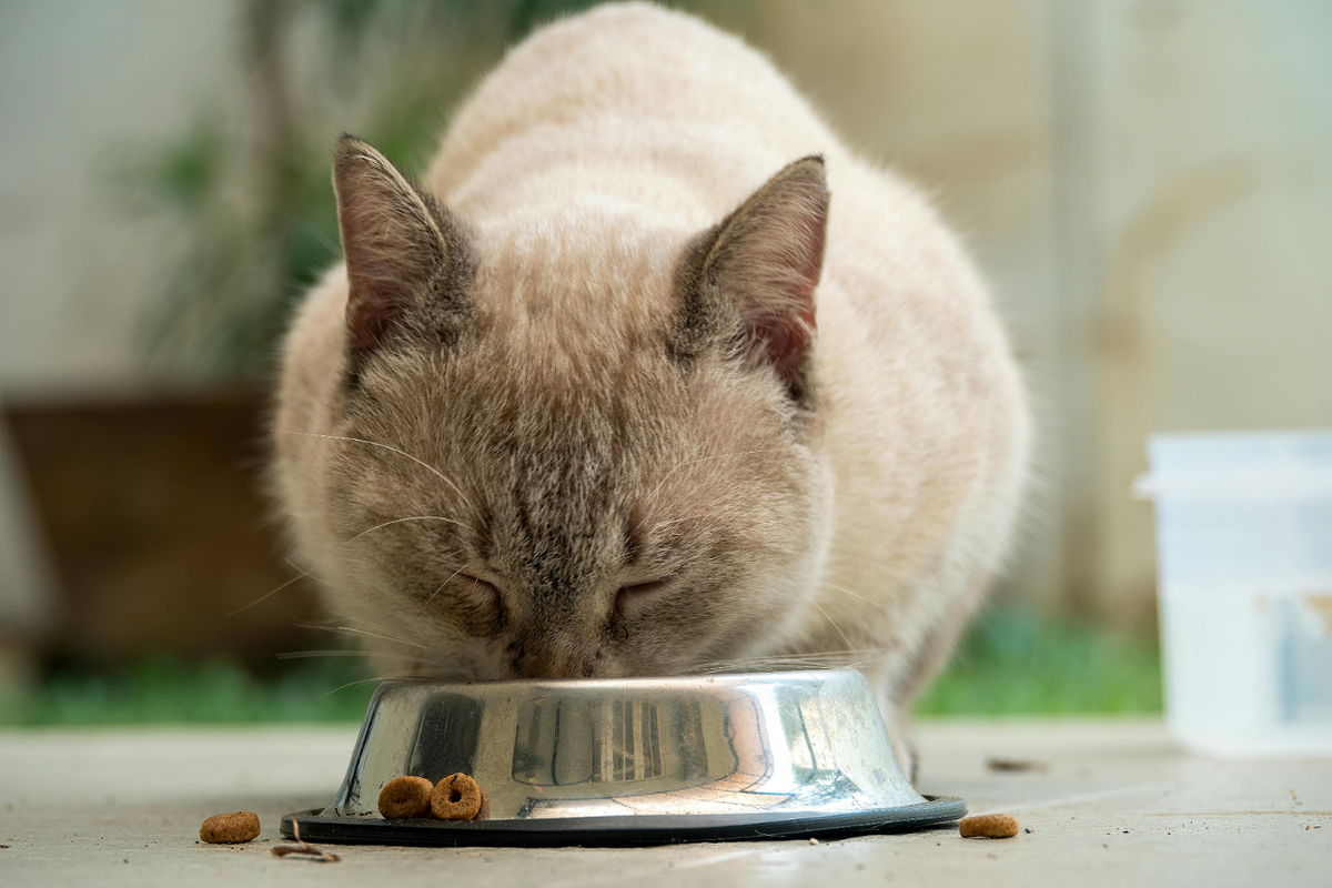 Can Cats Eat Dog Treats? Safety & Frequency Explained