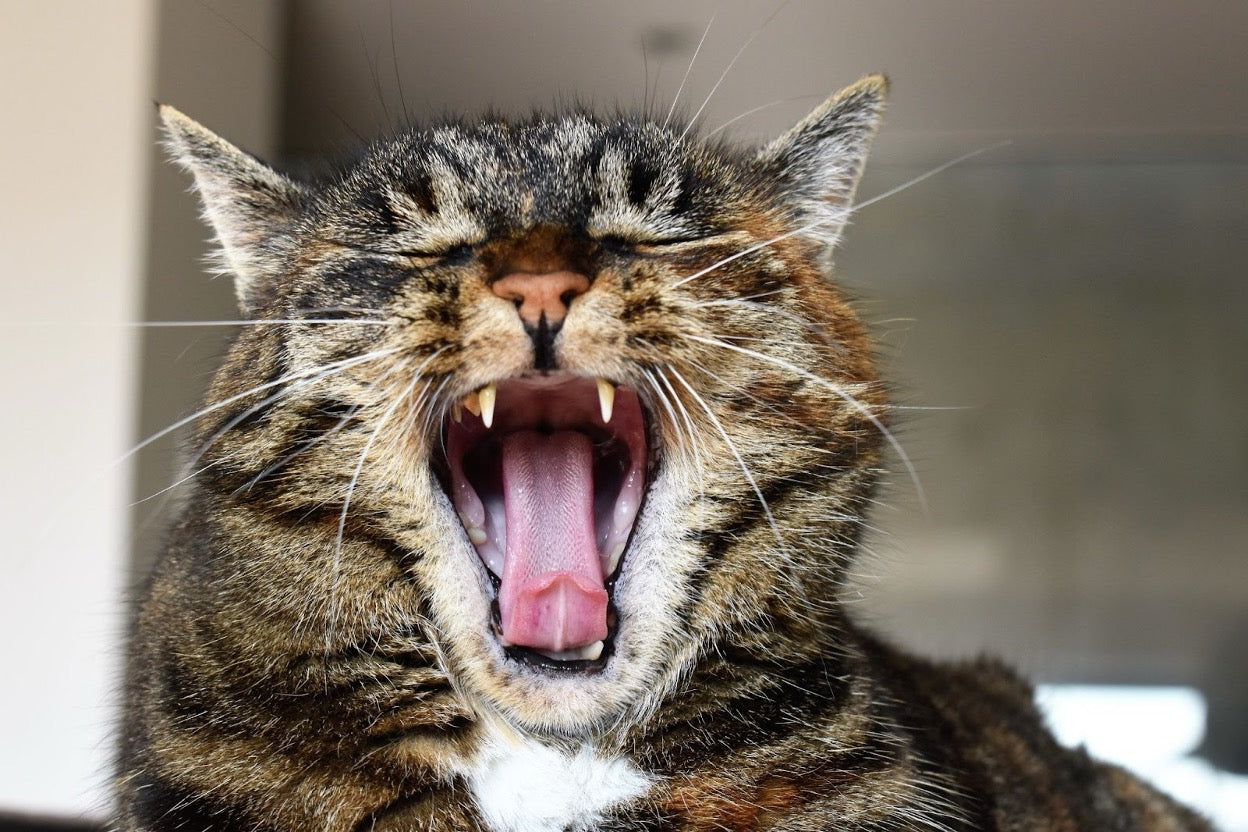 How to Prevent Cat Bad Breath: Hygiene & Diet Tips