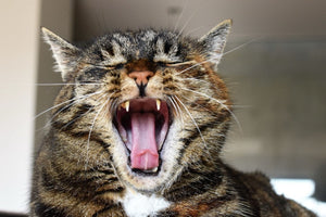 How to Prevent Cat Bad Breath: Hygiene & Diet Tips