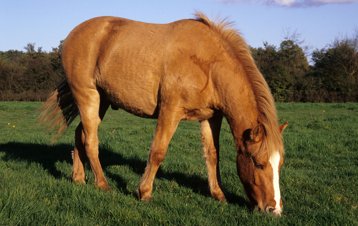 Can Horses Eat Oranges? Safety & Toxicity Explained