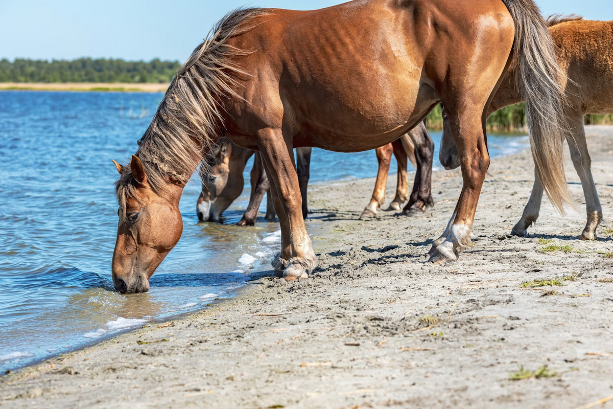 Can Horses Drink Lemonade? Health Effects & Electrolytes Impact Explained