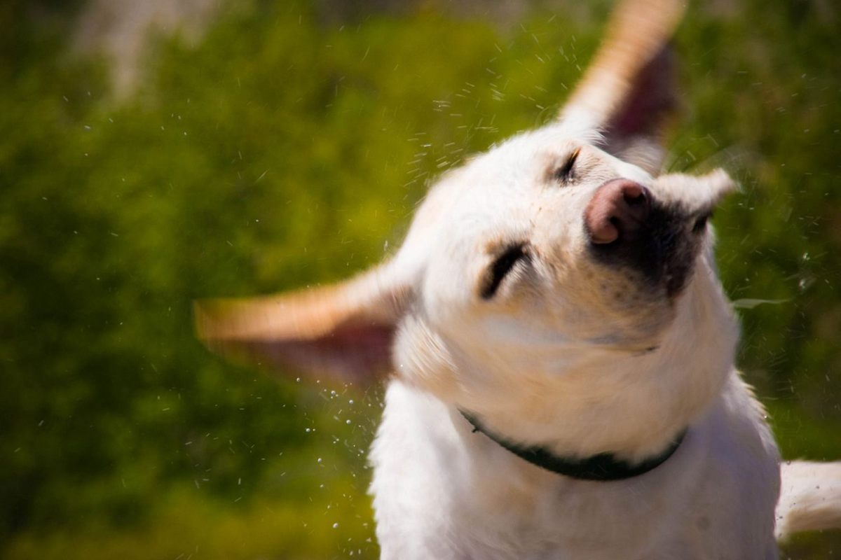 Why Does My Dog Shake Their Head A Lot? Causes & Treatment
