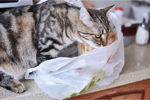 Why Does My Cat Eat Plastic & Throw Up? Causes & Solutions