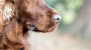 Why Does My Dog Drool While Sleeping? Causes & What to Do