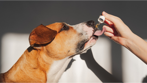 CBD vs Apoquel for Dogs: Differences, Benefits, Side Effects & Dosage