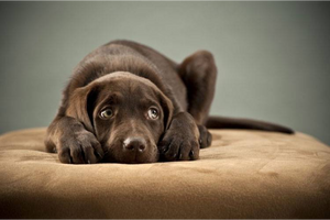 Noise Phobia In Dogs: Symptoms & Treatment Options