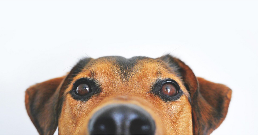 Dry, Crusty Nose in Dogs: Causes, Treatment & Care Tips