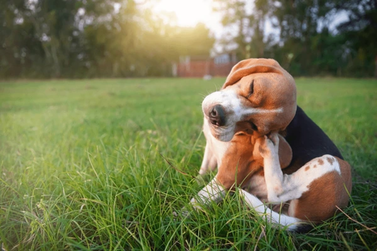 Dog Dandruff or Flea Eggs? Pictures & Remedies