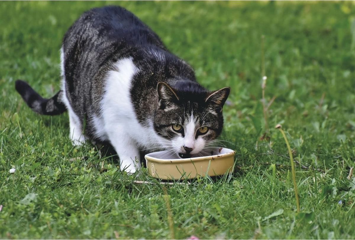 10 Healthy Thanksgiving Treats For Cats: Easy 2026 Recipes