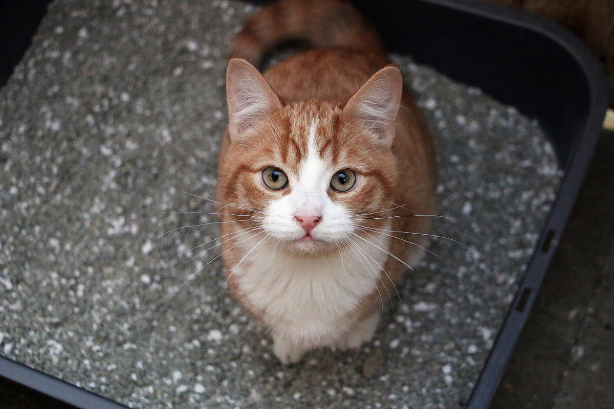 CBD Oil For Cat Constipation: Dosage, Benefits & Side Effects