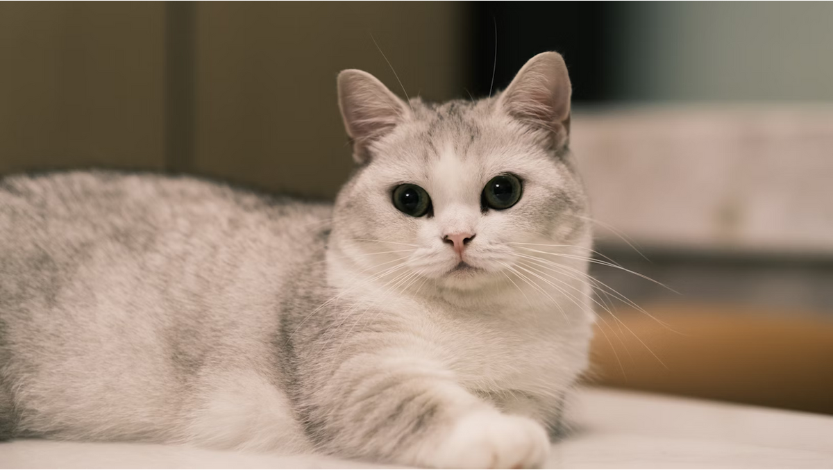 Munchkin Cat Diet: Feeding Chart & Recipes