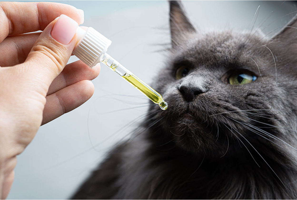 CBD vs Catnip: What's Better for Your Cat?