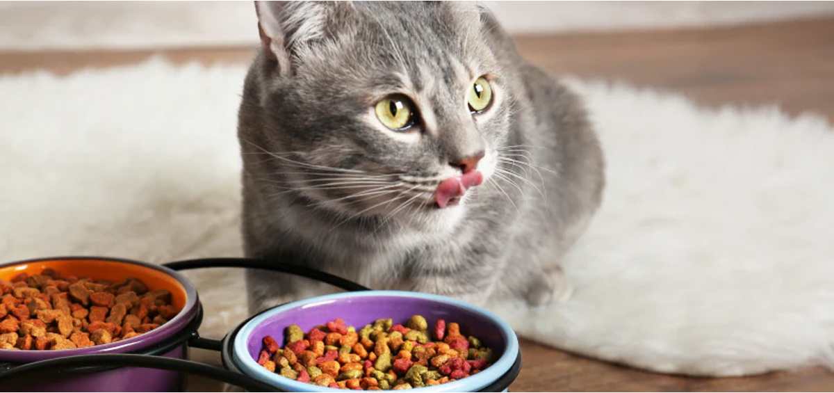 CBD Oil vs Chews For Cats: Differences & Effectiveness