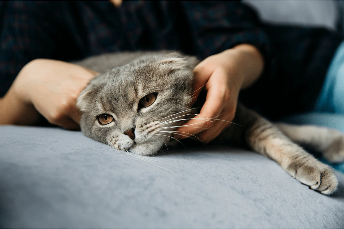 CBD vs Melatonin for Cats: What's Better for Sleep, Stress & More