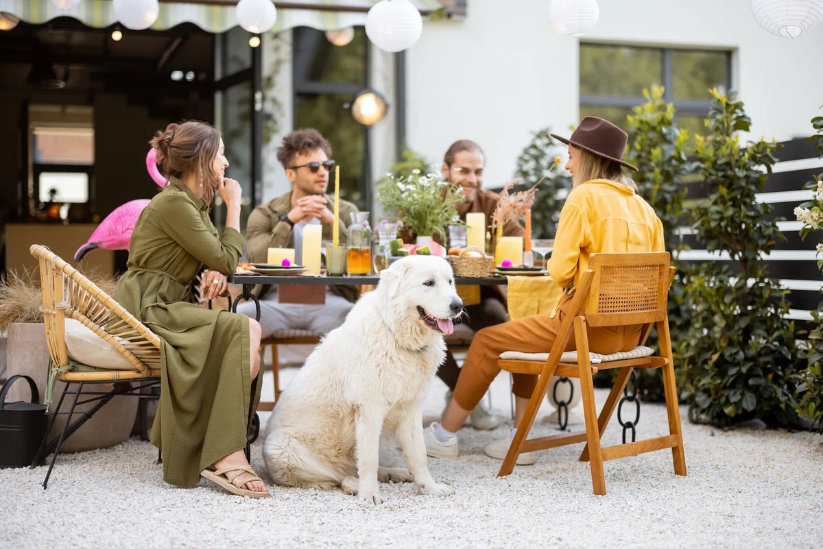 How Do I Calm My Dog When Visitors Come Home? Natural Solutions