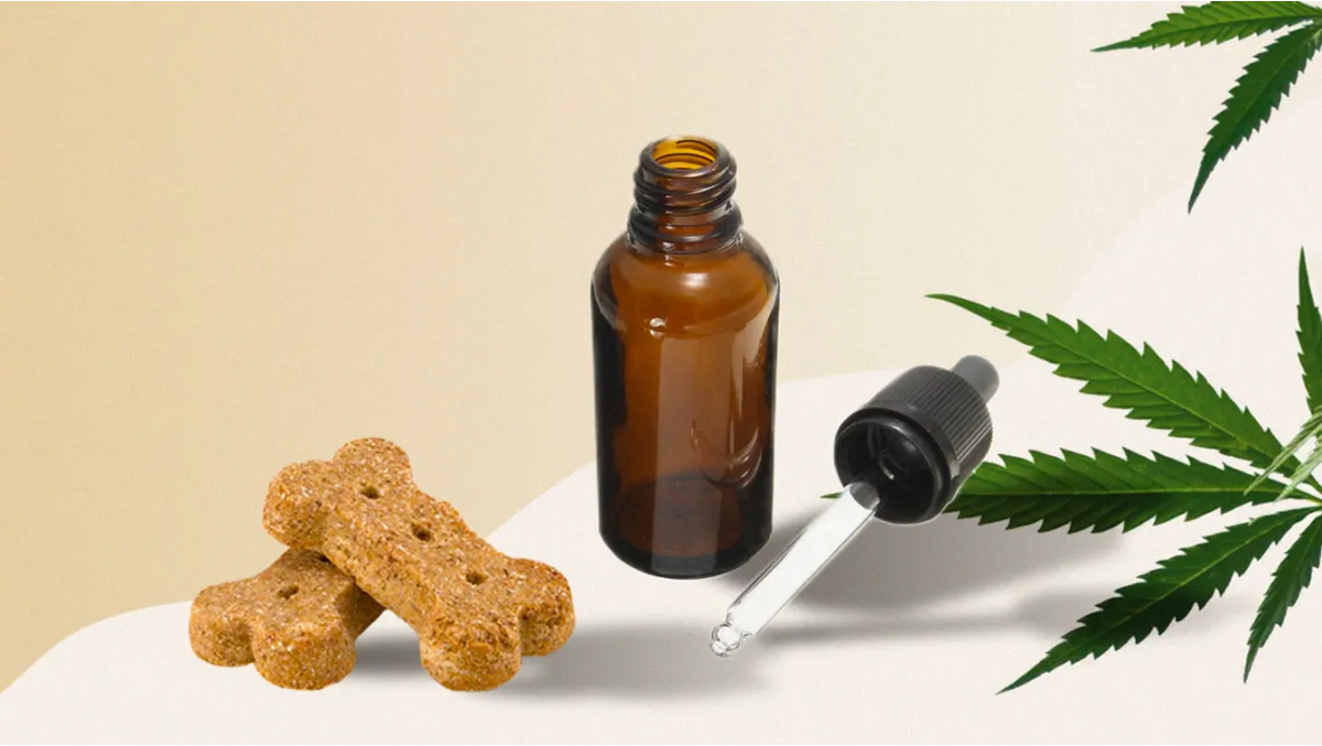 CBD Chews vs Oil For Dogs: Differences & Effectiveness