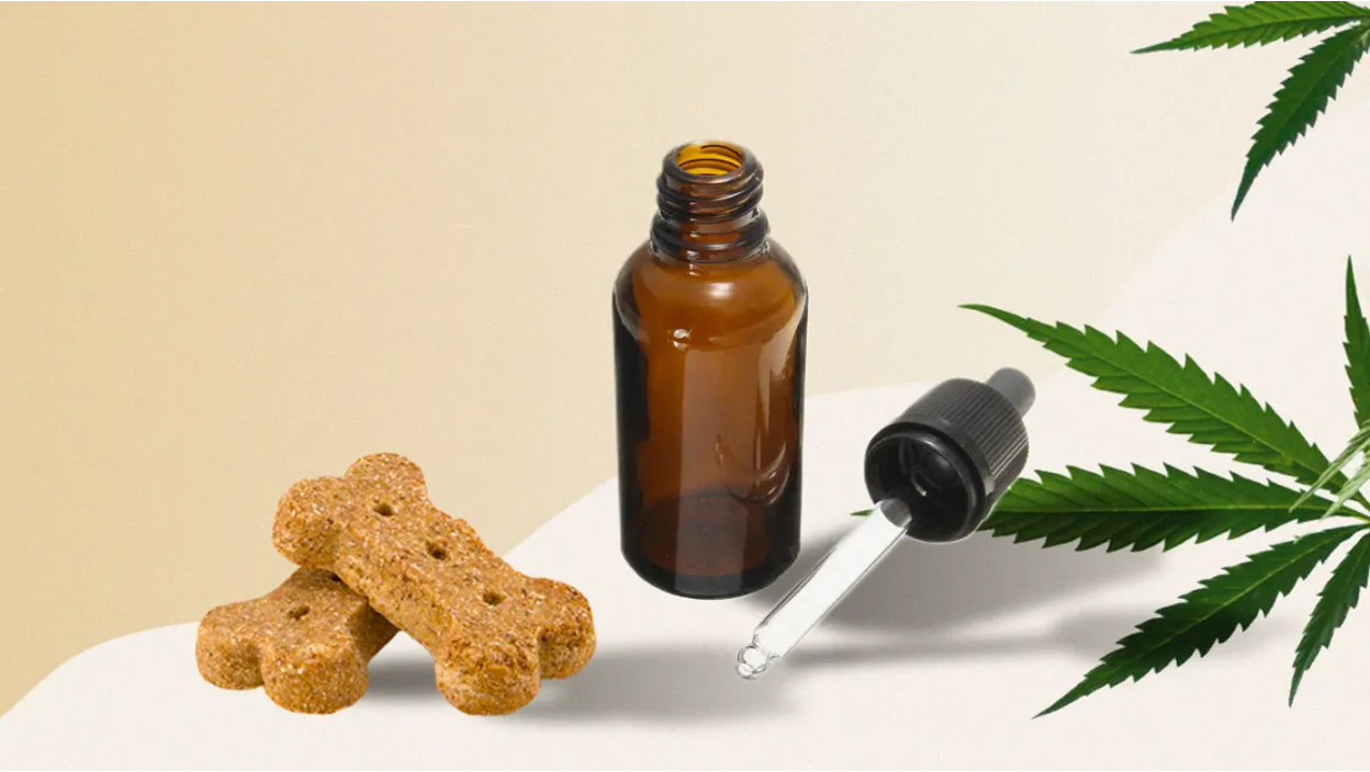 CBD Chews vs Oil For Dogs: Differences & Effectiveness